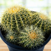 Echinocactus grussoni Golden Barrel Cactus Plant