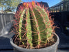 Ferocactus Pringlei, Beautiful Red Spined Barrel Cactus Plant