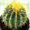 Echinocactus grussoni Golden Barrel Cactus Plant