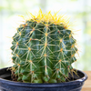 Echinocactus grussoni Golden Barrel Cactus Plant