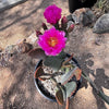 Opuntia Basilaris, Beavertail Prickly Pear Cactus Plant With Pink Flowers