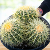Echinocactus grussoni Golden Barrel Cactus Plant
