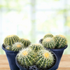 Echinocactus grussoni Golden Barrel Cactus Plant