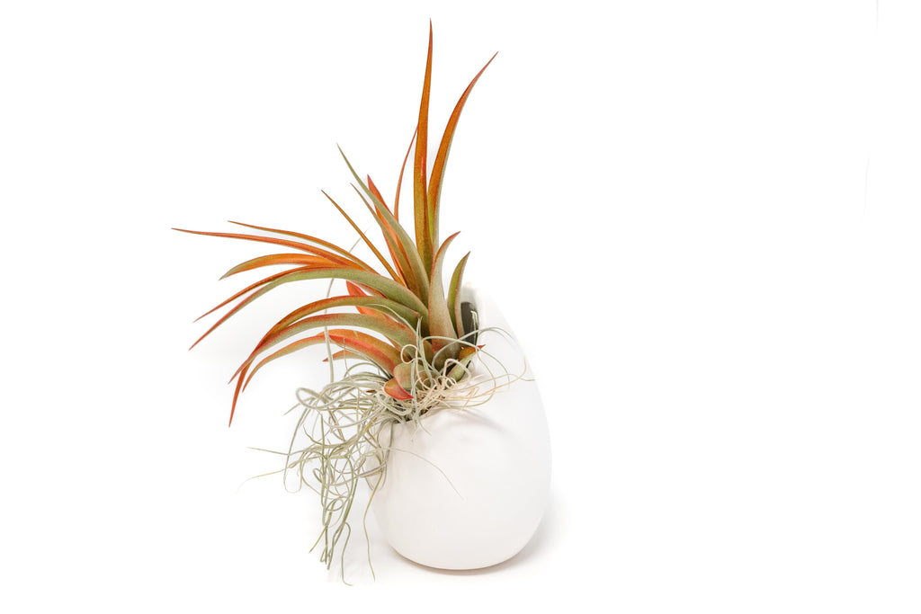 red abdita air plant Small Ivory Ceramic Vase with Tillandsia Red Abdita Air Plant and Span