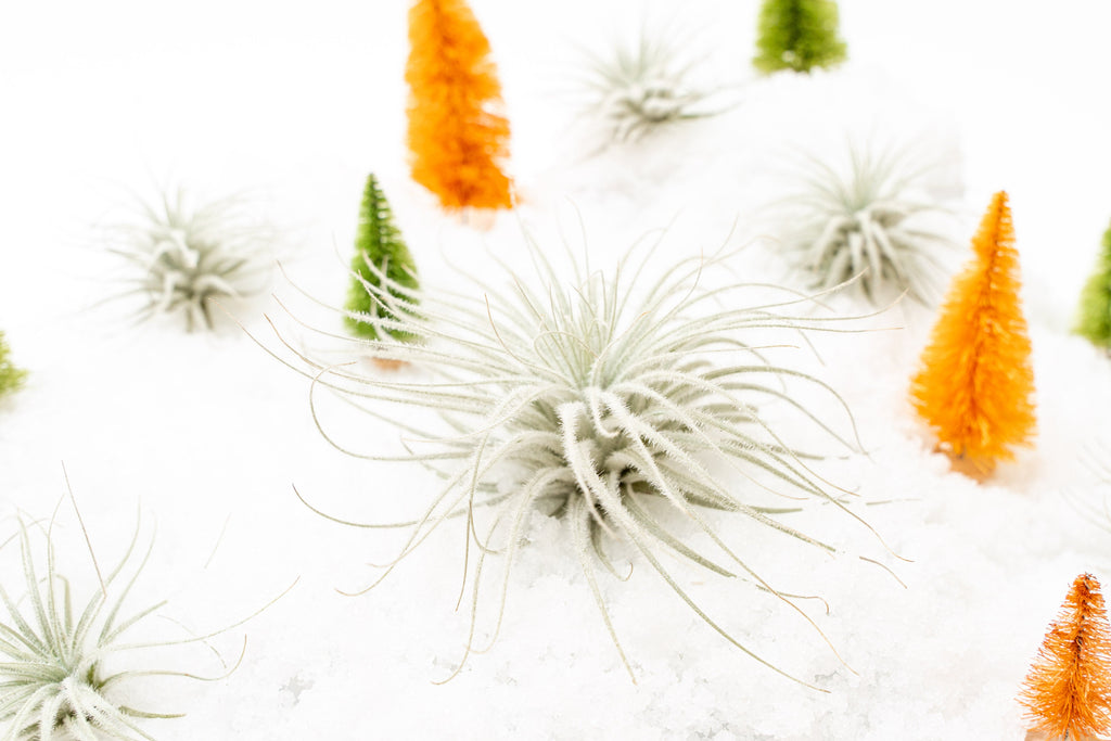tectorum ecuador air plant SALE - Tillandsia Tectorum Ecuador Air Plants - Set of 3, 6 or 9