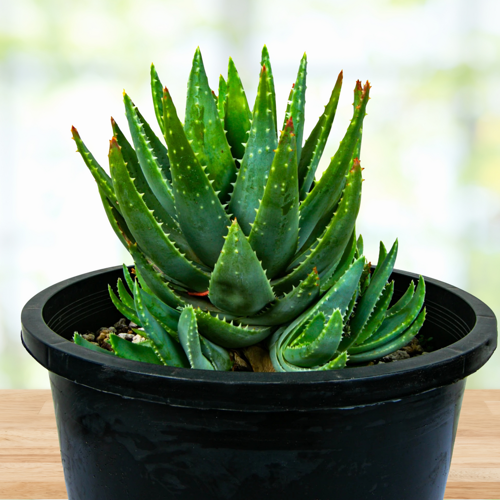 aloe plant succulent Aloe Brevifolia, Dwarf Succulent Plant