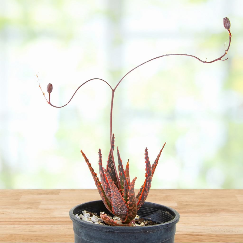 christmas carol succulent Aloe 'Christmas Carol', Succulent Hybrid Plant