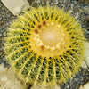 Echinocactus grussoni Golden Barrel Cactus Plant