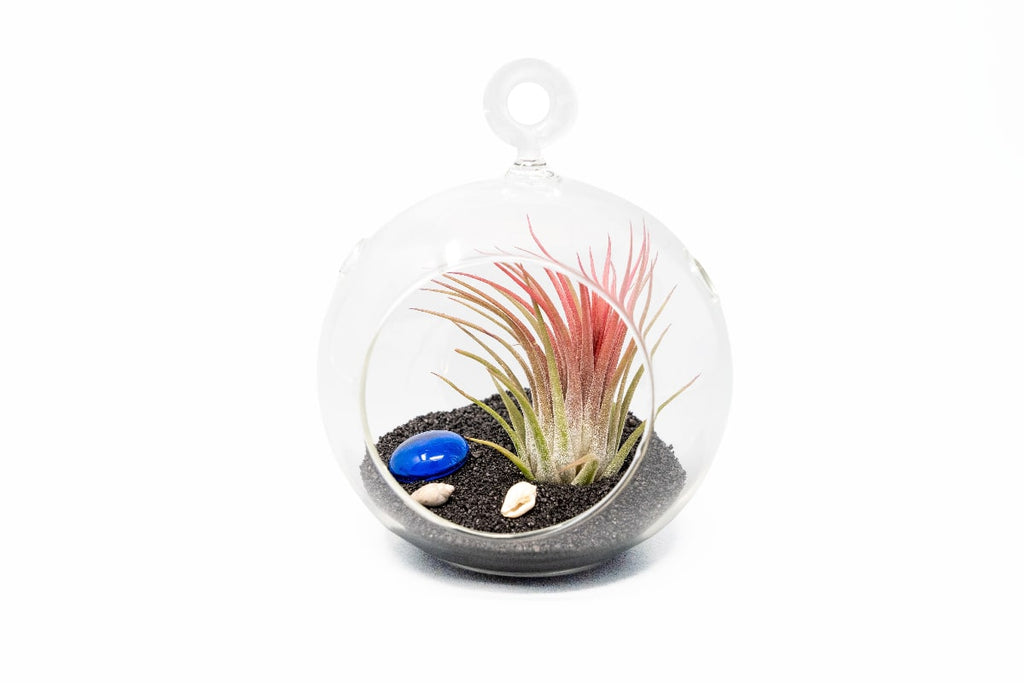 air plant globes SALE - Set of 3 Beachy Globe Terrariums with Air Plants And Black Sand