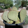 Opuntia Basilaris, Beavertail Prickly Pear Cactus Plant With Pink Flowers