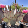 Santa Rita x Beavertail Hybrid Cactus Plant