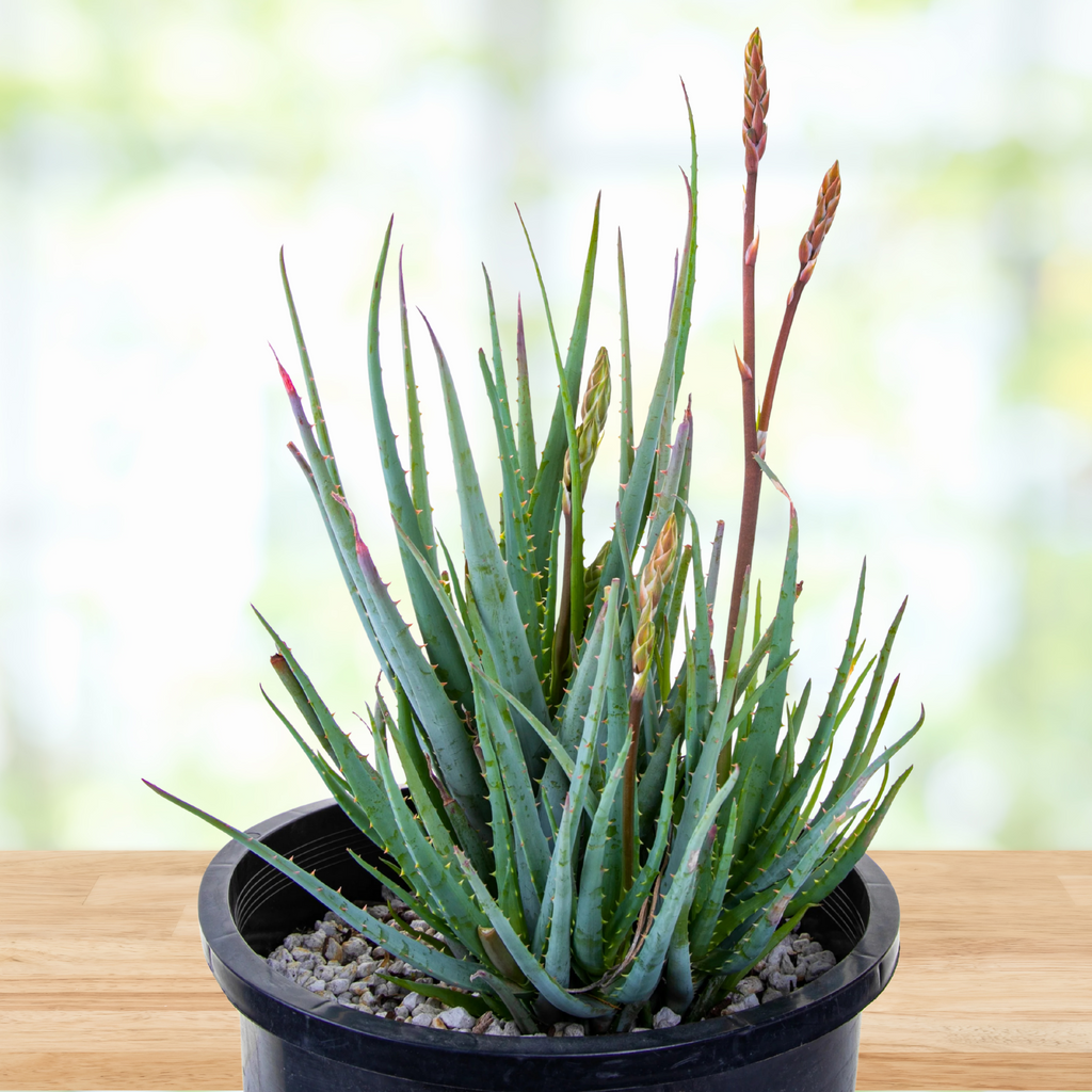 decorative aloe vera plant Aloe "Blue Elf" Dwarf Succulent Plant