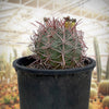 Ferocactus Gracilis, Baja Fire Barrel Cactus Plant
