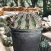Southwest Barrel Cactus Plant