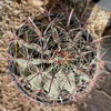 Southwest Barrel Cactus Plant