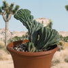 Myrtillocactus geometrizans Crested Blue Flame Cactus Plant