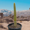 Vatricania guentheri Golden Torch Cactus Plant