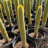 Vatricania guentheri Golden Torch Cactus Plant