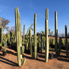 Stenocereus Marginatus, Mexican Fence Post Cactus Plant