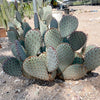 Santa Rita x Beavertail Hybrid Cactus Plant