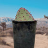 Santa Rita Prickly Pear Cactus Plant