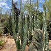 Lophocereus Schotti Var Monstrosus, Totem Pole 'Major' Cactus Plant