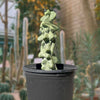 Lophocereus Schotti Var Monstrosus, Totem Pole 'Major' Cactus Plant