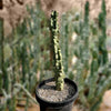 Lophocereus Schotti Var Monstrosus, Totem Pole 'Major' Cactus Plant