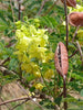 Caesalpinia Decapetala 10 Seeds, Biancaea Shrub Mysore Thorn Cat's Claw