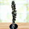 Cereus Forbesii 'Spiralis', Twist Cactus Plant