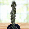 Cereus Forbesii 'Spiralis', Twist Cactus Plant