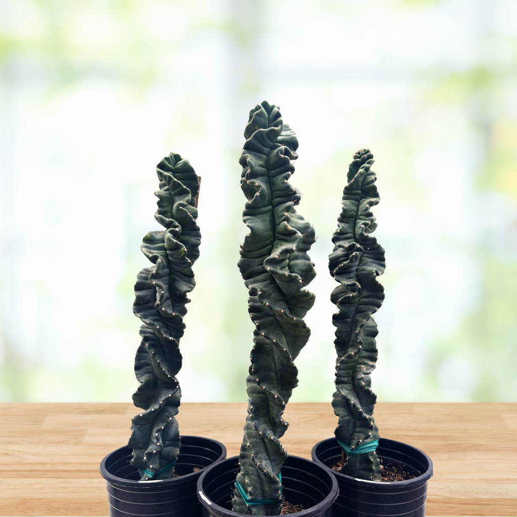 twisty succulent Cereus Forbesii 'Spiralis', Twist Cactus Plant