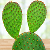 Opuntia Rufida, Cinnamon Prickly Pear Cactus Plant