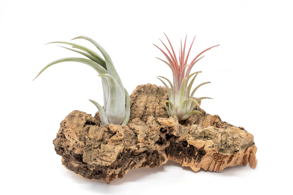 air plant cork Small Tabletop Cork Bark Display with 2 Tillandsia Air Plants