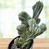 Myrtillocactus geometrizans Crested Blue Flame Cactus Plant