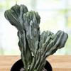 Myrtillocactus geometrizans Crested Blue Flame Cactus Plant