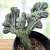 Myrtillocactus geometrizans Crested Blue Flame Cactus Plant