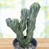 Myrtillocactus geometrizans Crested Blue Flame Cactus Plant