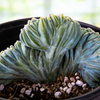 Myrtillocactus geometrizans Crested Blue Flame Cactus Plant
