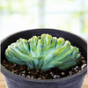 Myrtillocactus geometrizans Crested Blue Flame Cactus Plant