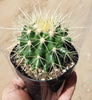 Echinocactus Grusonii Golden Barrel cactus