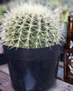 Echinocactus Grusonii Golden Barrel cactus