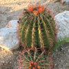 Ferocactus Pringlei, Beautiful Red Spined Barrel Cactus Plant
