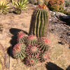 Ferocactus Pringlei, Beautiful Red Spined Barrel Cactus Plant