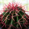 Ferocactus Pringlei, Beautiful Red Spined Barrel Cactus Plant