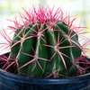 Ferocactus Pringlei, Beautiful Red Spined Barrel Cactus Plant