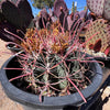 Ferocactus Gracilis, Baja Fire Barrel Cactus Plant