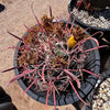 Ferocactus Gracilis, Baja Fire Barrel Cactus Plant