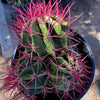 Ferocactus Pringlei, Beautiful Red Spined Barrel Cactus Plant