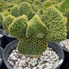 Opuntia Microdasys, Mutated Funny Bunny Prickly Pear Cactus Plant